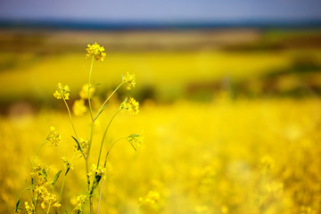 Beautiful fields of Bright yellow wild flowers. Summer. Winter cress. Barbarea.