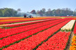 Colorful flower fields in Holland