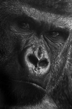 Black And Whilte Close Up Portrait Of Large Male Gorilla