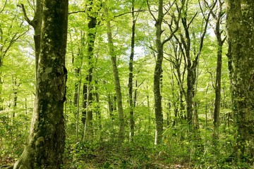 《十二湖の四季（ブナの原生林）》青森県深浦町