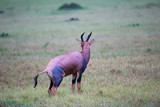 Fototapeta Sawanna - Topi antelope in the grassland of Kenya's savannah
