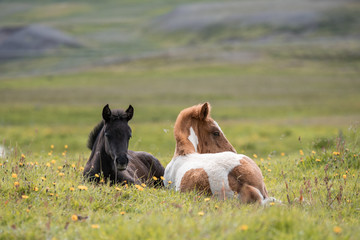 two foals laying in the field