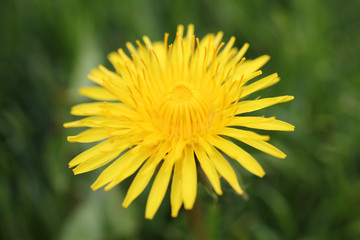 Wall Mural - dandelion on green bokeh background