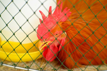 closeup face of chicken in coop