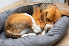 Beagle Puppy Sleeping At Home