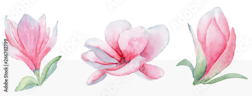 Fotomural Magnolia flowers set watercolor illustration