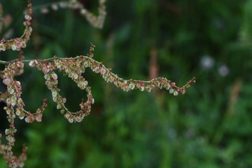 Canvas Print - Rumex acetosa flowers (Common sorrel)