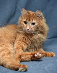 Canvas Print - red fluffy cat on a gray background