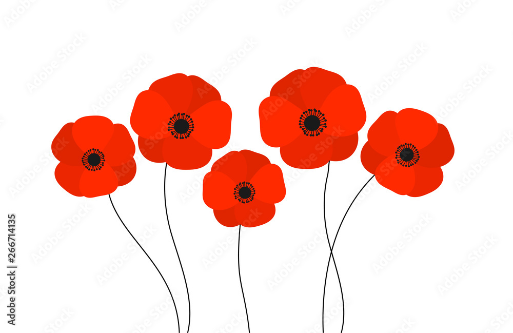 Red poppies flowers isolated on white background. - obrazy, fototapety, plakaty 