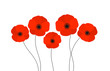 Red poppies flowers isolated on white background.