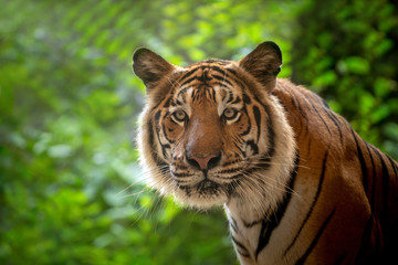 Poster - The face of the Indochina tiger in the natural forest.