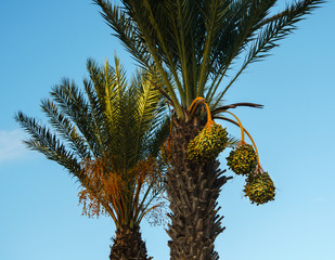 mediterranean date palm tree against blue sky