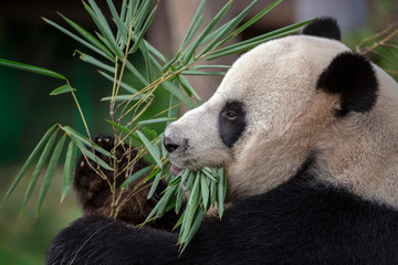 Poster - Panda is eating bamboo leaves.