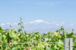 grape vineyard - Wine