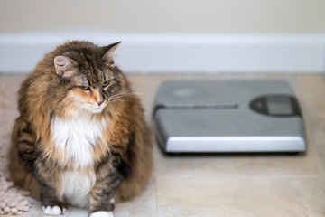 Calico maine coon unhappy cat sitting in bathroom room in house by weight scale with overweight obese fat feline