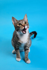 Studio shot of a gray and white striped cat sitting on blue background