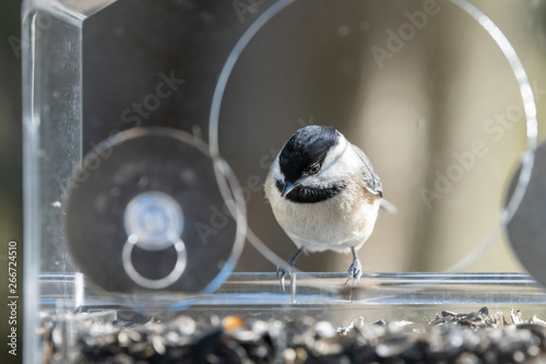 One Chickadee Bird Sitting Perched On Plastic Glass Window Feeder