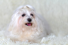 Our White Maltese Lapdog Against The Background Of A White Rug With Black Eyes And A Nose And A Pink Tongue