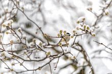 Closeup Of One Small Brown Carolina Chickadee Bird Perched On Tree Branch During Heavy Winter Snow Colorful In Virginia With Flower Buds In Spring