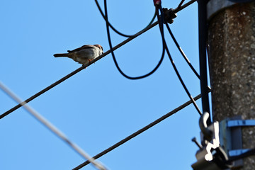 Canvas Print - Sparrow sitting on electric wire.