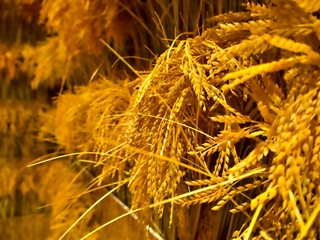 Close up shot on the rice grain with blur background, Bangkok, Thailand