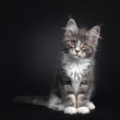 Adorable blue with white Maine Coon cat kitten, sitting up facing front. Looking curious to camera with brown orange eyes. Isolated on black background.