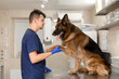 © Kate - A professional vet doctor examines a large adult dog breed German Shepherd. A young caucasian male vet works in a veterinary clinic..The dog at the reception at the vet gives the paw to the doctor
