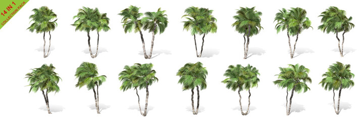 3D rendering - 14 in 1 collection of tall coconut trees isolated over a white background use for natural poster or wallpaper design, 3D illustration Design.