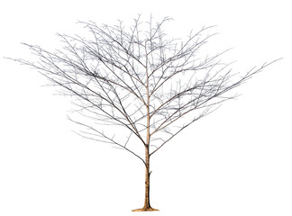 Poster - isolated tree without leaf on white background with clipping path in picture