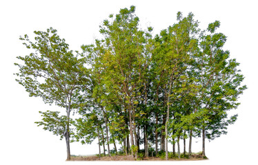 Leinwandbilder - single tree with clipping path