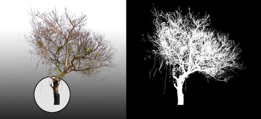 Poster - tree without leaves on grey background with clipping path and alpha channel