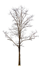 Poster - isolated tree without leaf on white background with clipping path in picture