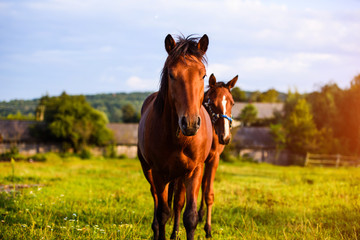 Portrait of beautiful horse in summer