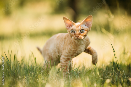 Funny Young Red Ginger Devon Rex Kitten In Green Grass Short