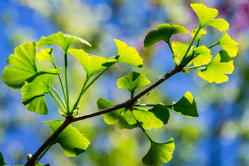 Close-up brightly green leaves of Ginkgo tree (Ginkgo biloba), known gingko in soft focus against background of green and blue bokeh. Natural light of sunny day. Nature concept for design