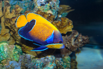 tropical fish in aquarium