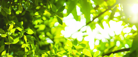 earth day and freshness environment conversation concept with sunshine on beauty green leaves in springtime and summer season with soft focus and bokeh background