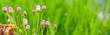 panoramic view of thistle on green color bokeh background