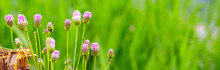 Panoramic View Of Thistle On Green Color Bokeh Background