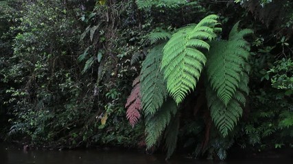 Wall Mural - Different colors of enormous ferns next to a small river in tropical rainforest