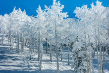 Frosted Pine And Aspen Trees Line The Ski Slopes Of Steamboat Springs, In The Rocky Mountains Of Colorado. 