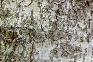 The bark of the tree in the Park is natural with a texture -summer.