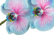 Pink & blue Phalaenopsis Orchid