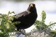 Birds Blackbird