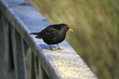 Birds Blackbird