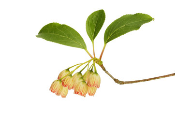 Enkianthus flowers and foliage closeup