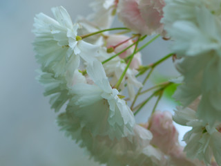 Wall Mural -  White and pink sakura flowers close up on a light gray background