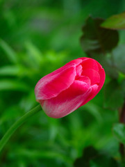 Wall Mural -  bright pink tulip flower close up