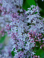 Wall Mural -  flowering branch of light purple lilac
