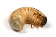 Larva of a rhinoceros beetle
